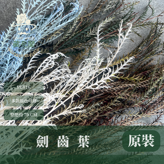 PL016 原裝劍齒葉 (大小3隻) 台灣現貨