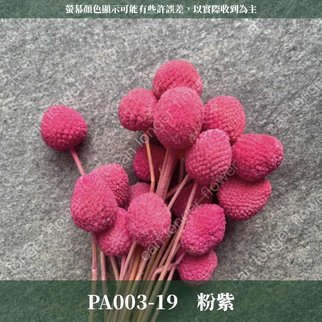 PA003 金杖球 台灣現貨