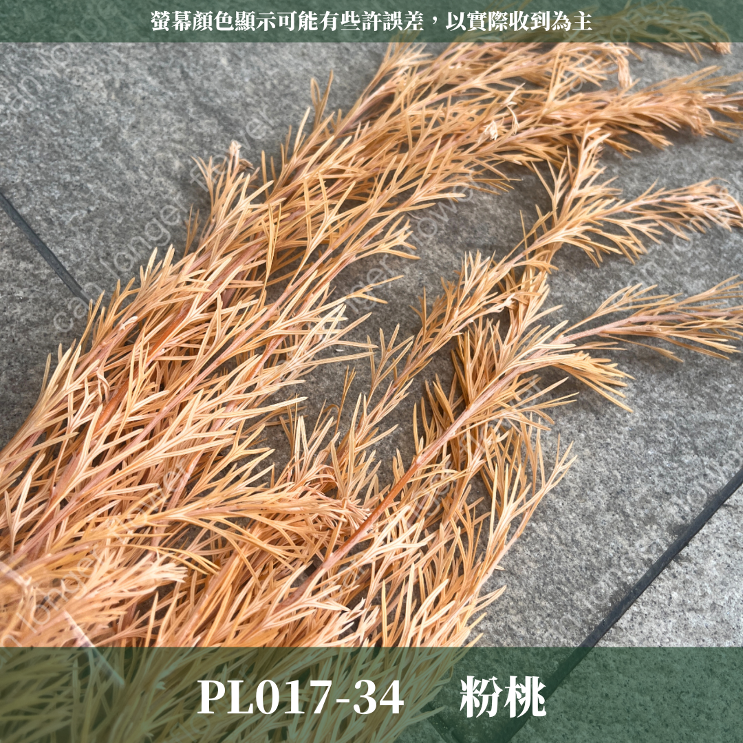 PL017 銀樺 銀樺葉 台灣現貨 約100克