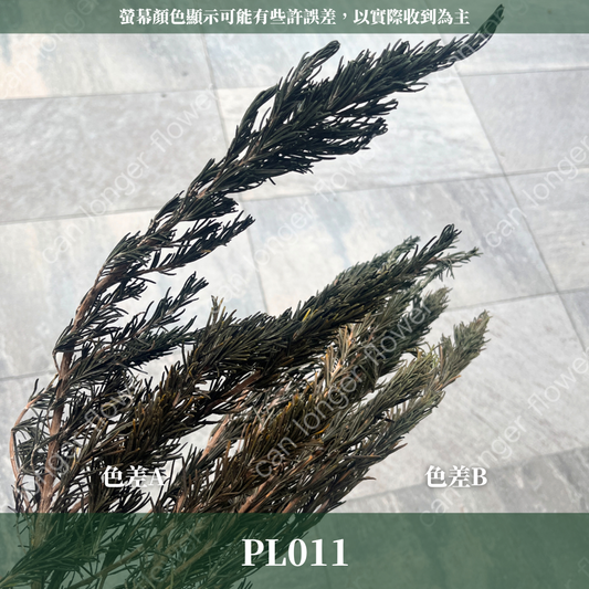 PL011-S 迷迭香 20克 台灣現貨 香草植物 小份量