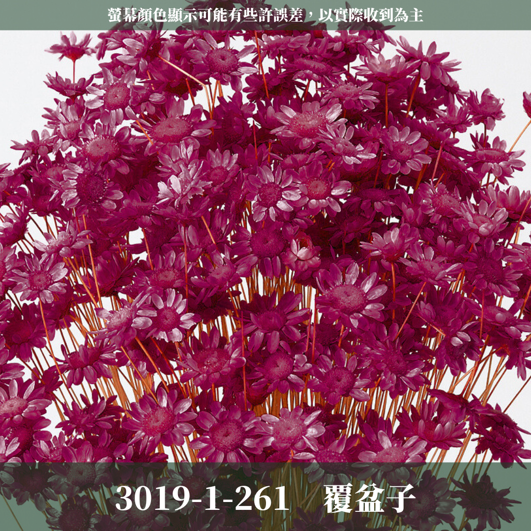 30191 日本小星花｜小星花 乾燥小星花 日本大地農園 進口花材 日本乾燥花 日本花材 スターフラワー・ブロッサム