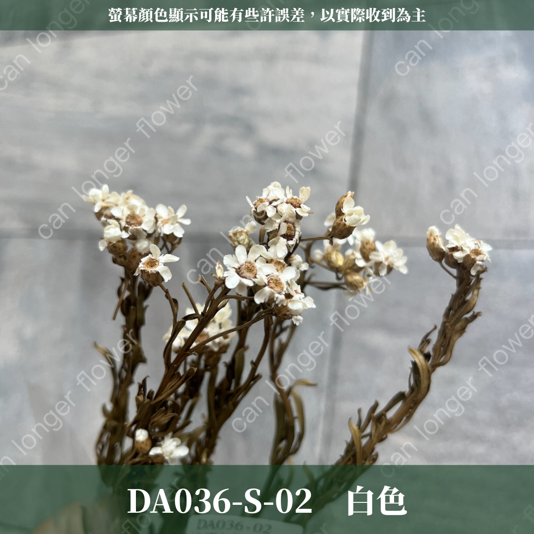 DA036S 法國白梅(約10克) 小份量