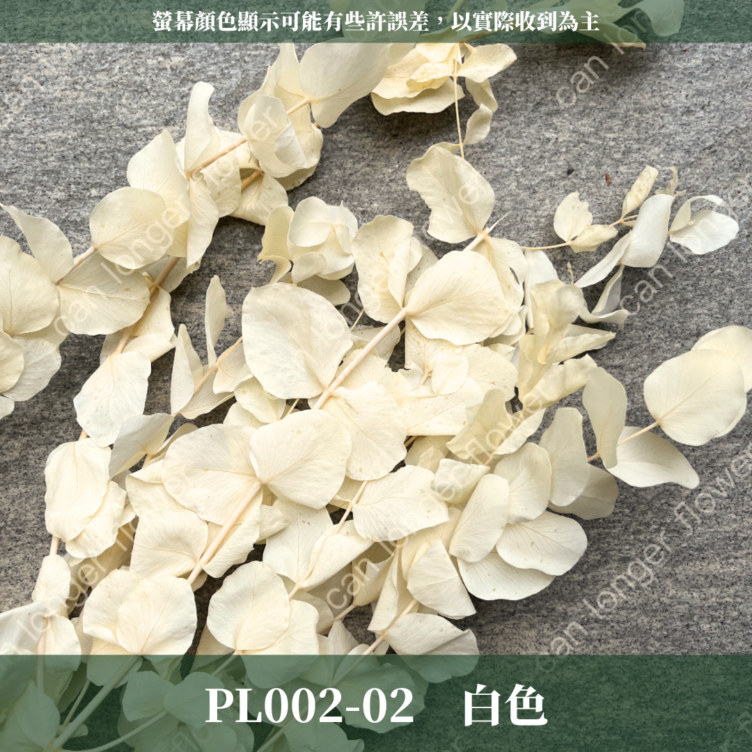 PL002 原裝大軟葉尤加利｜花藝獨家！特殊漸層尤加利 花材 葉材 永生花 乾燥花 不凋花花藝師用料 拍照道具花材