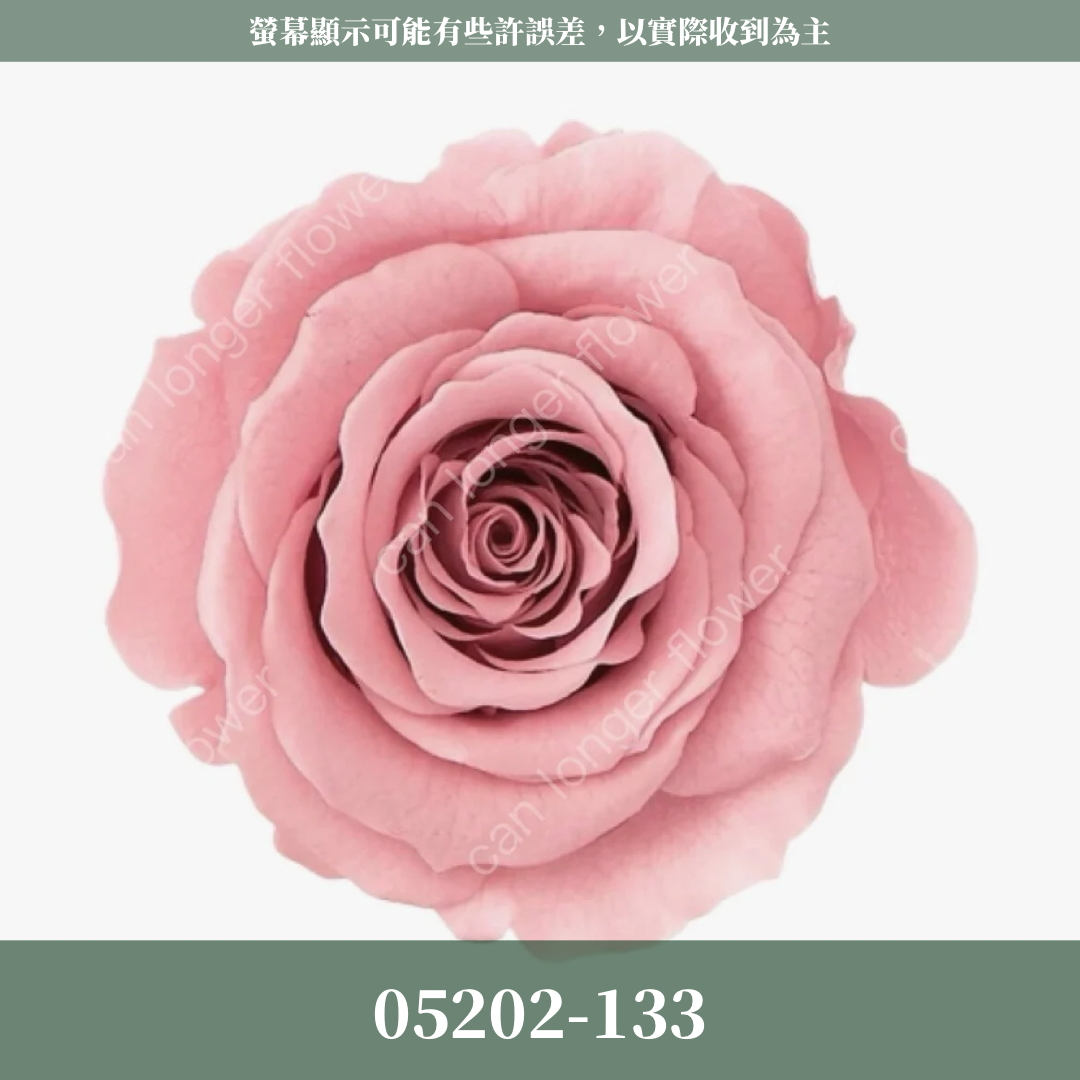05202 大玫瑰
