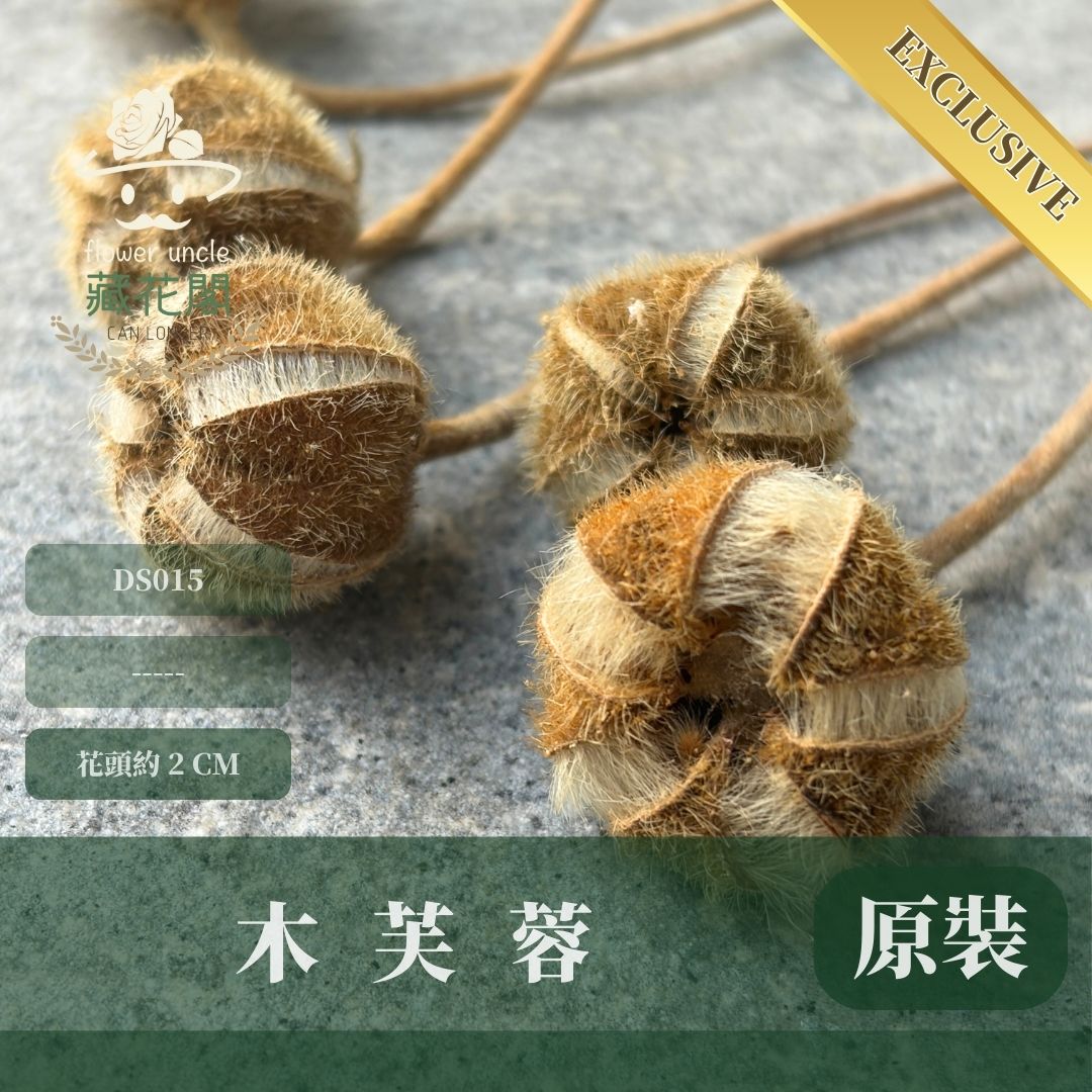 DS015 木芙蓉｜獨家花材！稀有乾燥花 乾燥花特別款 植物果實 拍照道具 花藝材料包 浮游花 浮油花 乾花 乾燥果實