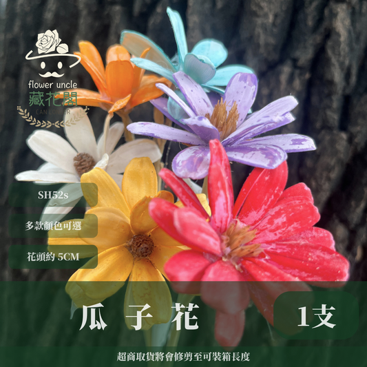 SH52 瓜子花 單朵 小份量  台灣現貨