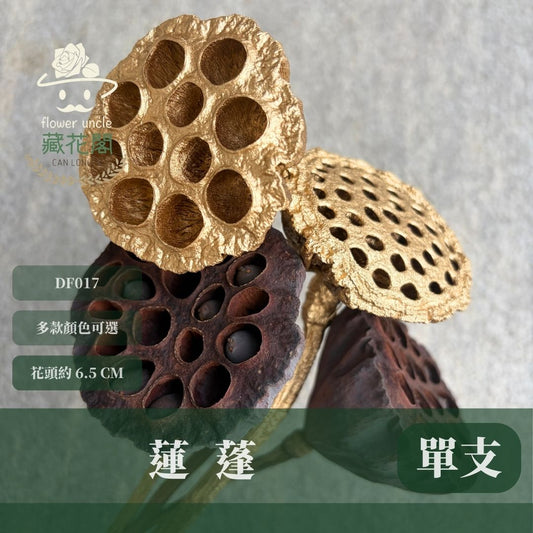 DF017 蓮蓬｜特價天然乾燥蓮蓬 金色蓮蓬 新年花材 插花花材 裝飾道具 拍照道具 乾燥花圈 乾燥花束 鄉村風乾燥花