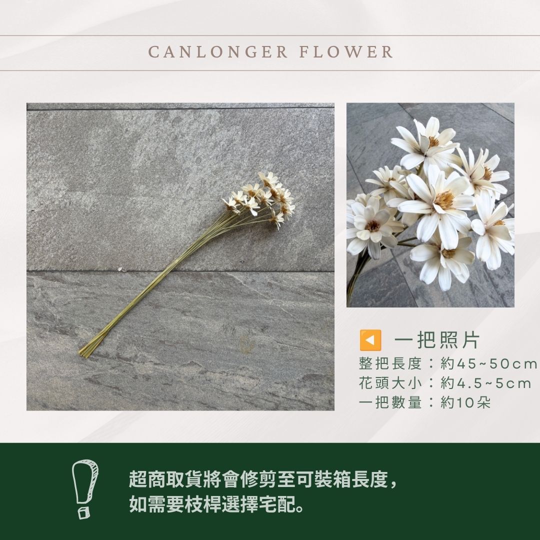 SH52S 小雛菊瓜子花單支｜5cm｜木片花 手工花 乾燥花 乾花新瓜子花 不凋花 永生花 花束花材 捧花材料 胸花手作