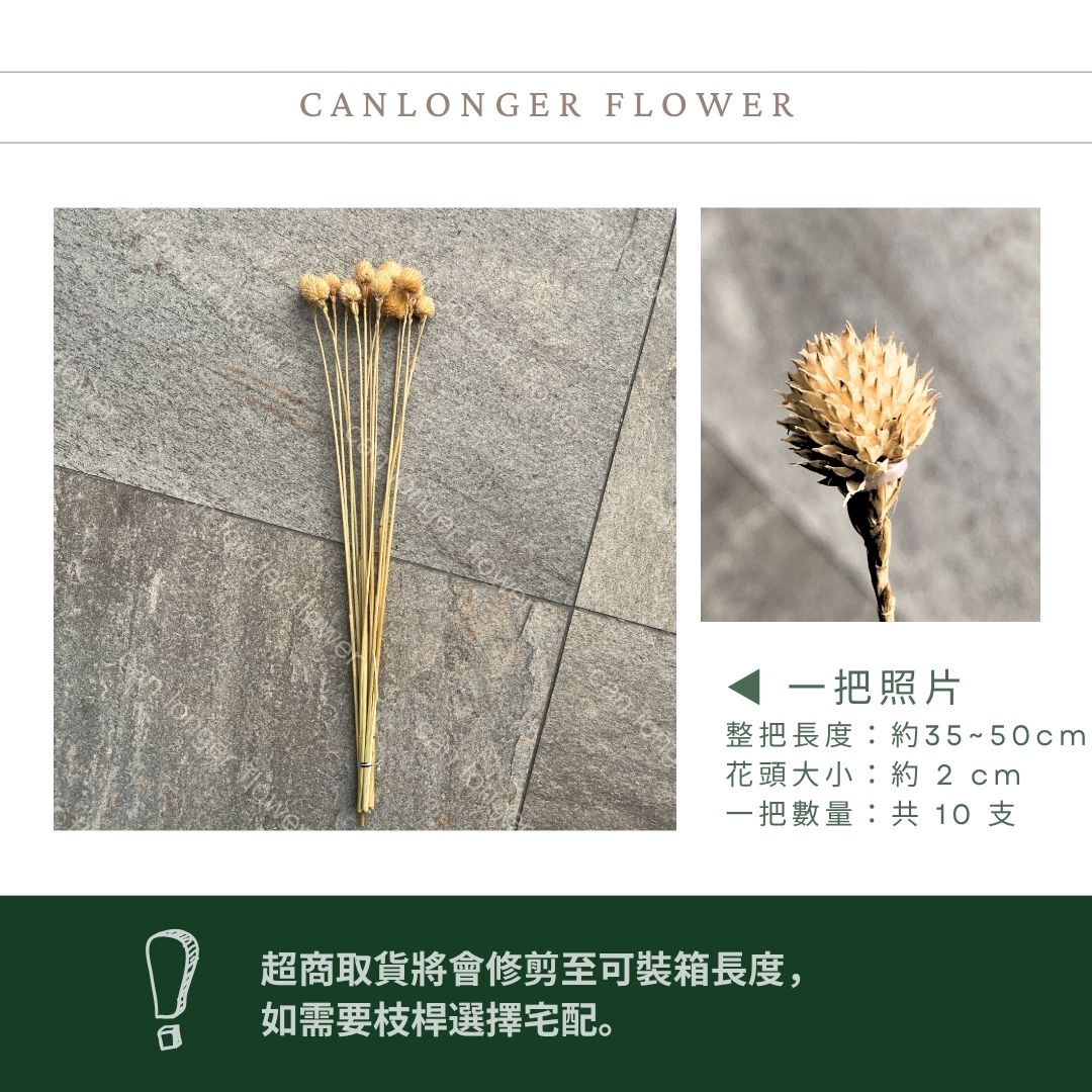 SH05 手工復古千日紅｜草莓果 乾燥花 手工花 圓仔花 diy花材 乾燥果實 聖誕佈置 花環裝飾 手工蠟燭材料