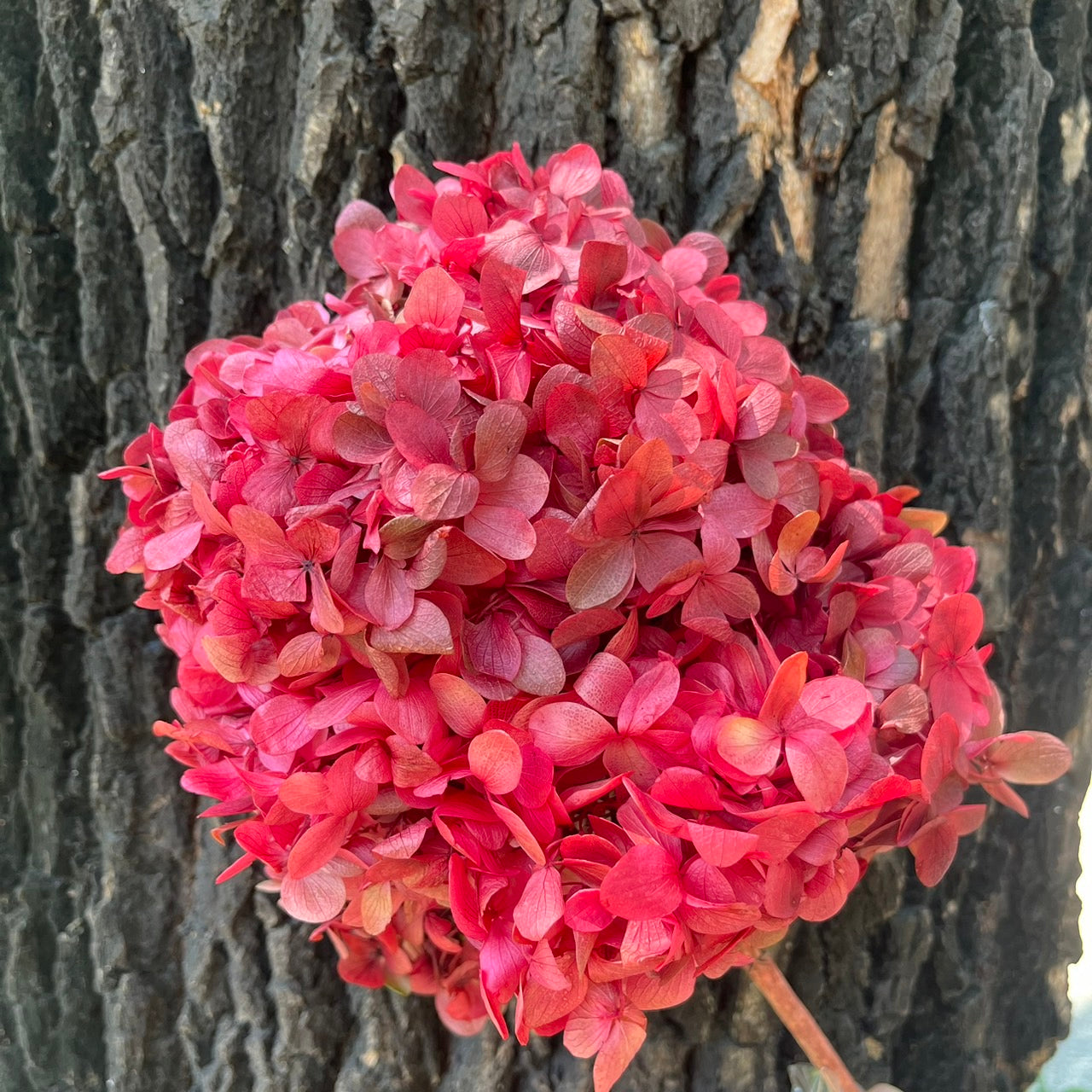 ✿ 台灣現貨 ✿ PF005C金字塔繡球 單隻 塔繡球 木繡球 永生 漸變 原裝