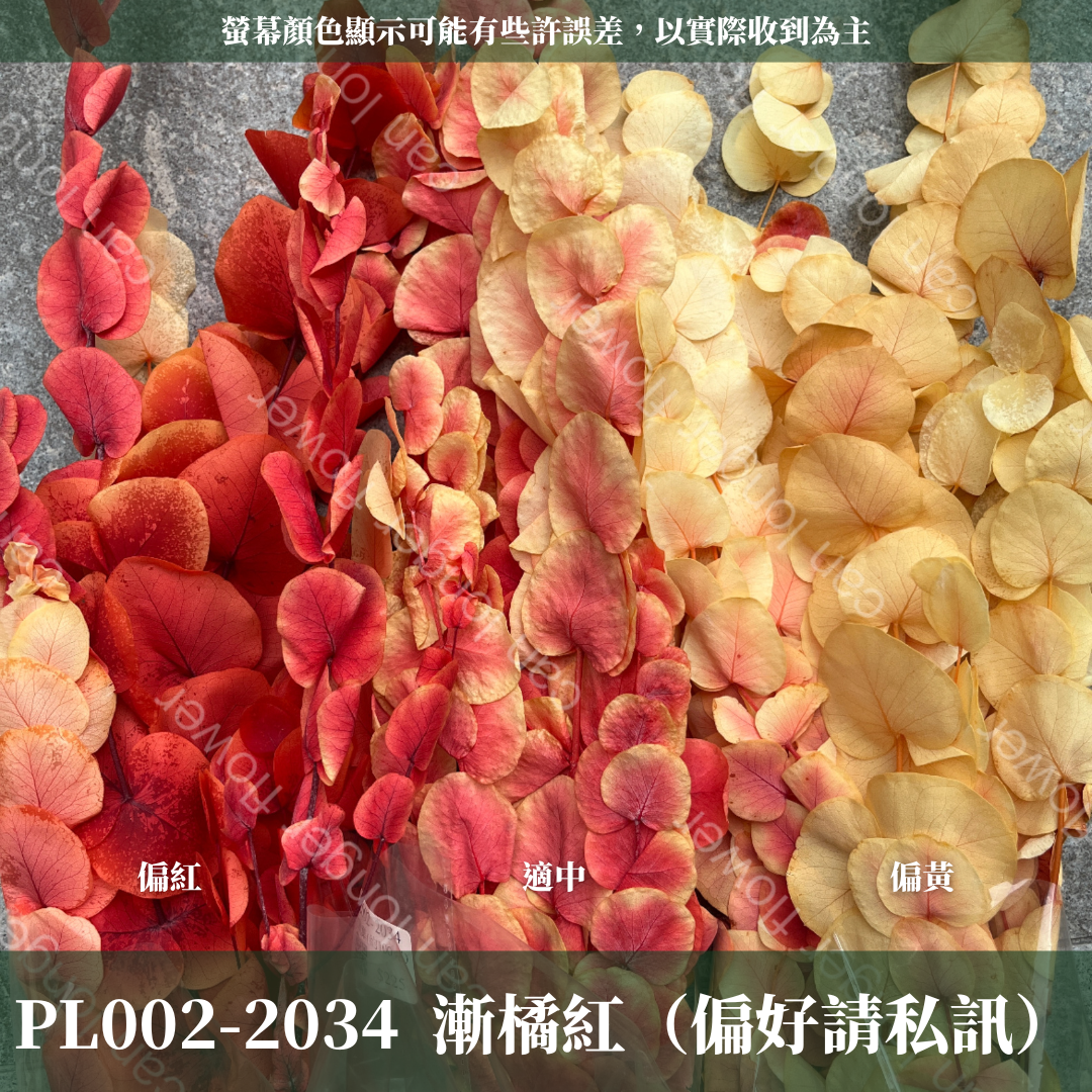 PL002 原裝大軟葉尤加利｜花藝獨家！特殊漸層尤加利 花材 葉材 永生花 乾燥花 不凋花花藝師用料 拍照道具花材