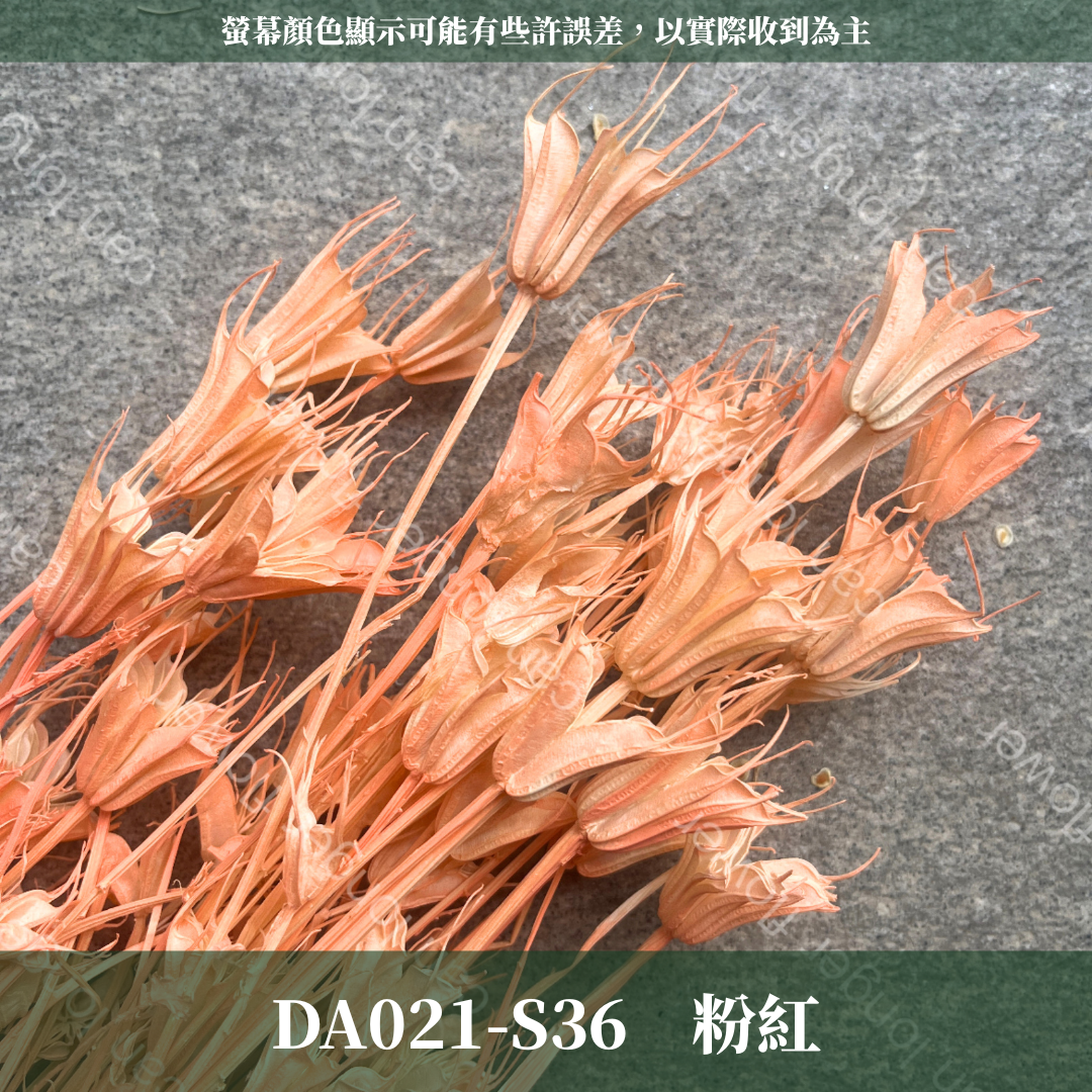 DA021 原裝木百合｜乾燥小百合 八角花 乾燥花材 花束 裝飾 DIY插花 浮游花 蠟燭材料 手作拍照道具 台灣現貨