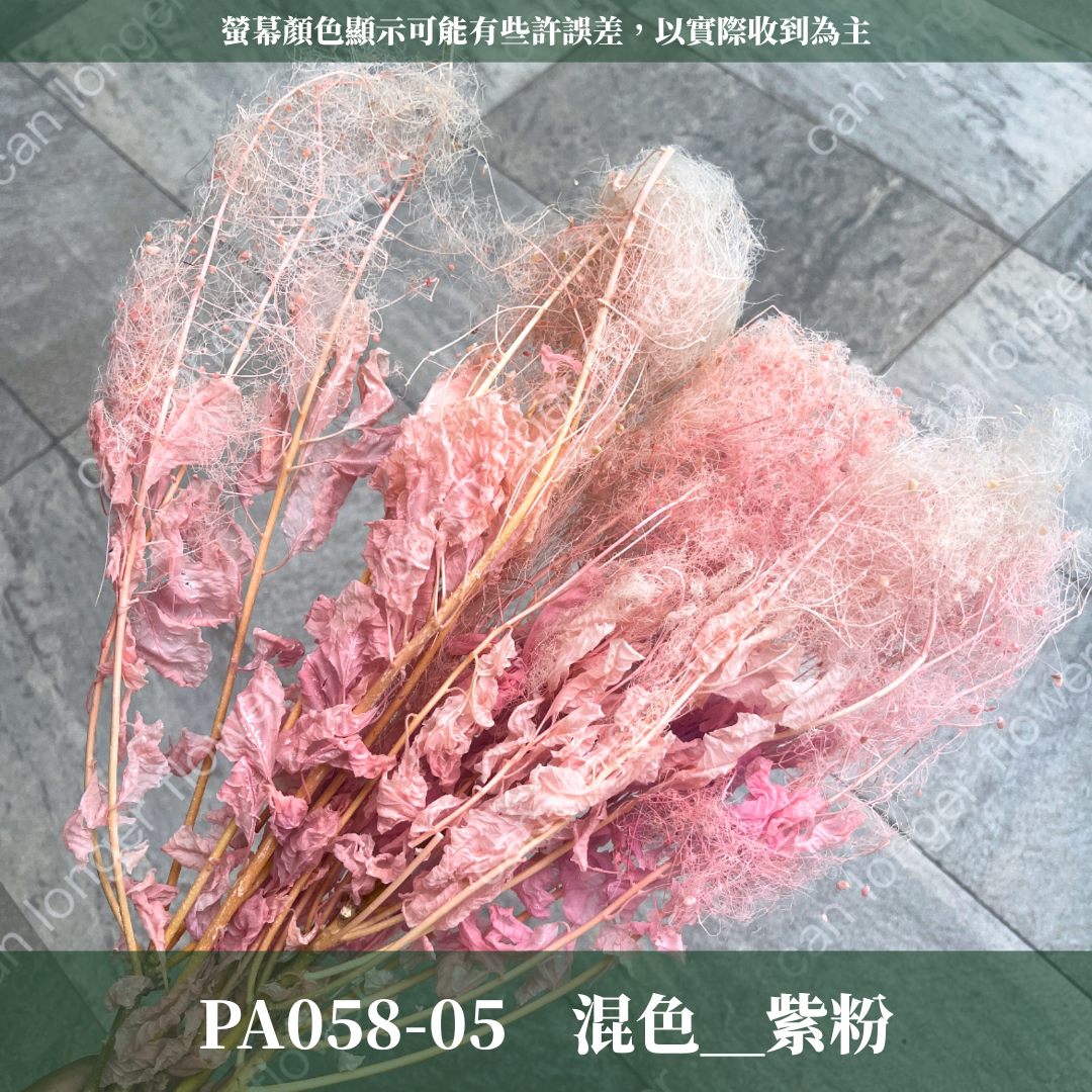 PA058 黃櫨 煙霧樹 夢幻草 黃櫨花 煙樹 霧花 霧中情人 永生 原裝/小份