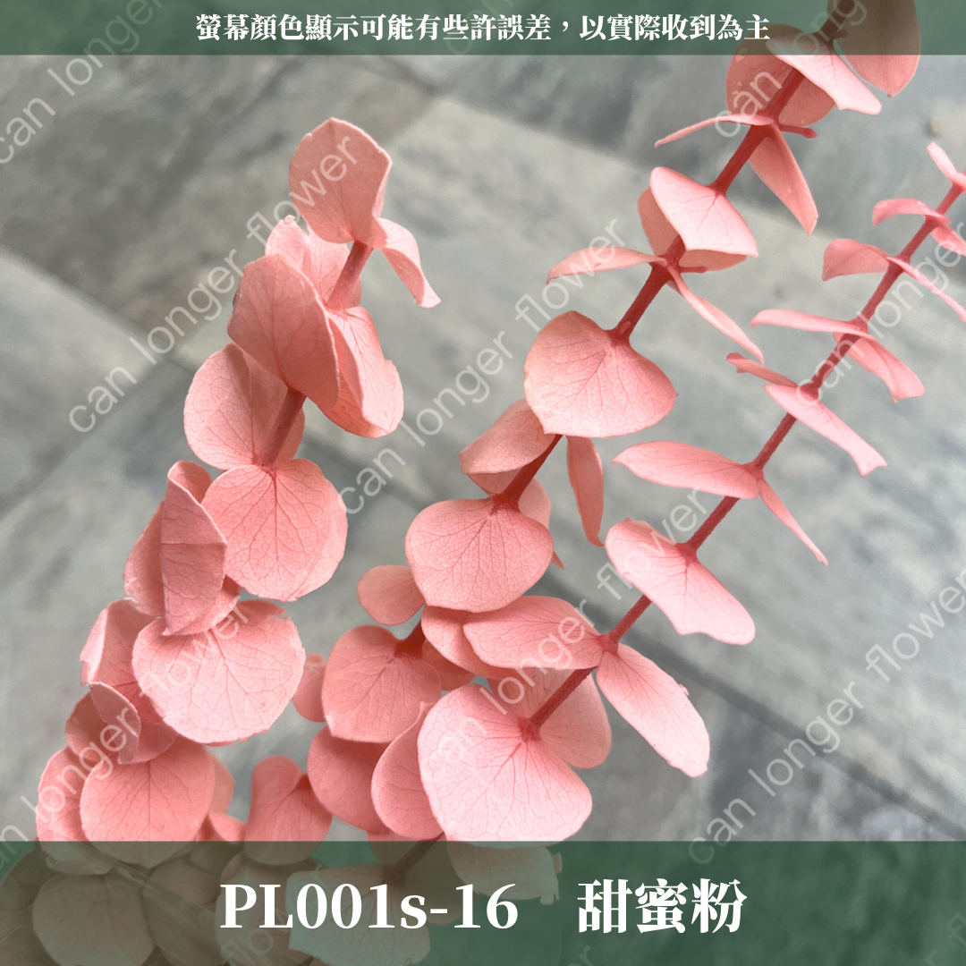 PL001S 寶貝尤加利經濟包｜不凋寶貝尤加利葉 小圓葉 永生花 染色尤加利 錢銅草 攝影道具 新娘捧花 乾燥花批發 捧花