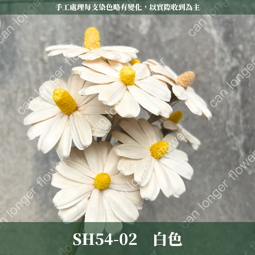 完售 SH54 小雛菊花頭 原裝 十支裝 台灣現貨
