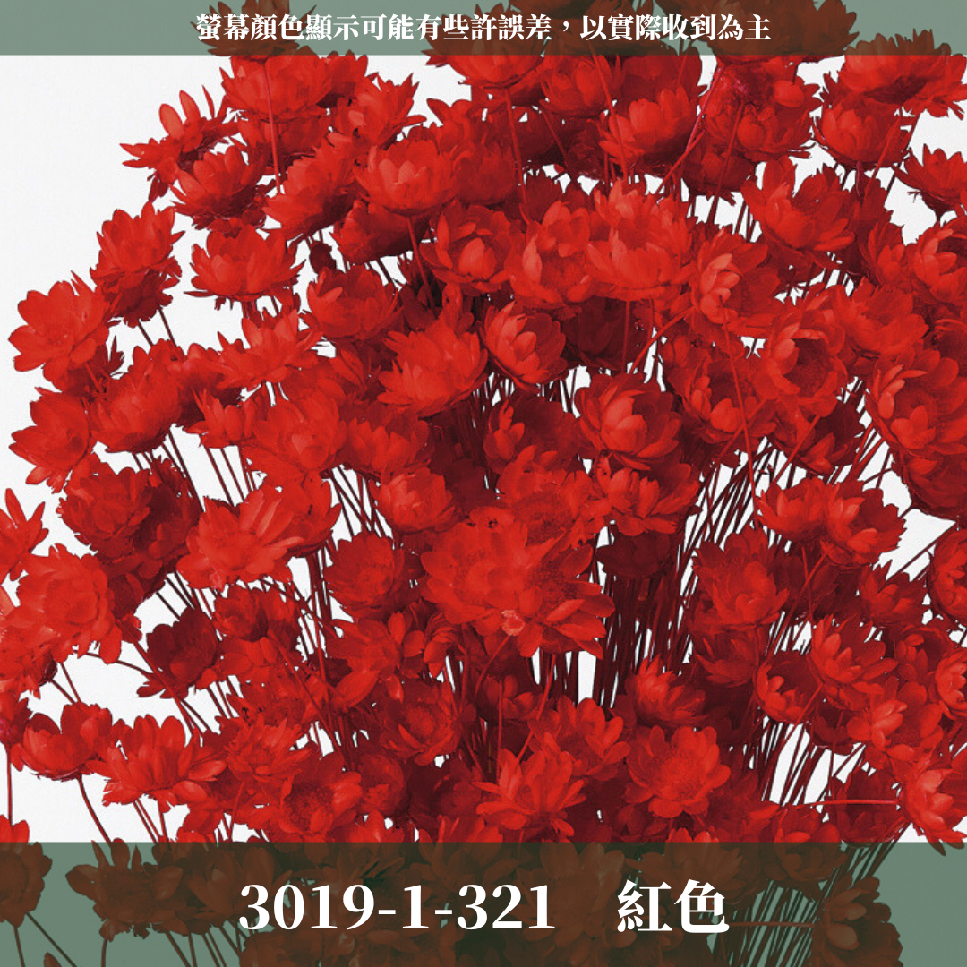 30191 日本小星花｜小星花 乾燥小星花 日本大地農園 進口花材 日本乾燥花 日本花材 スターフラワー・ブロッサム