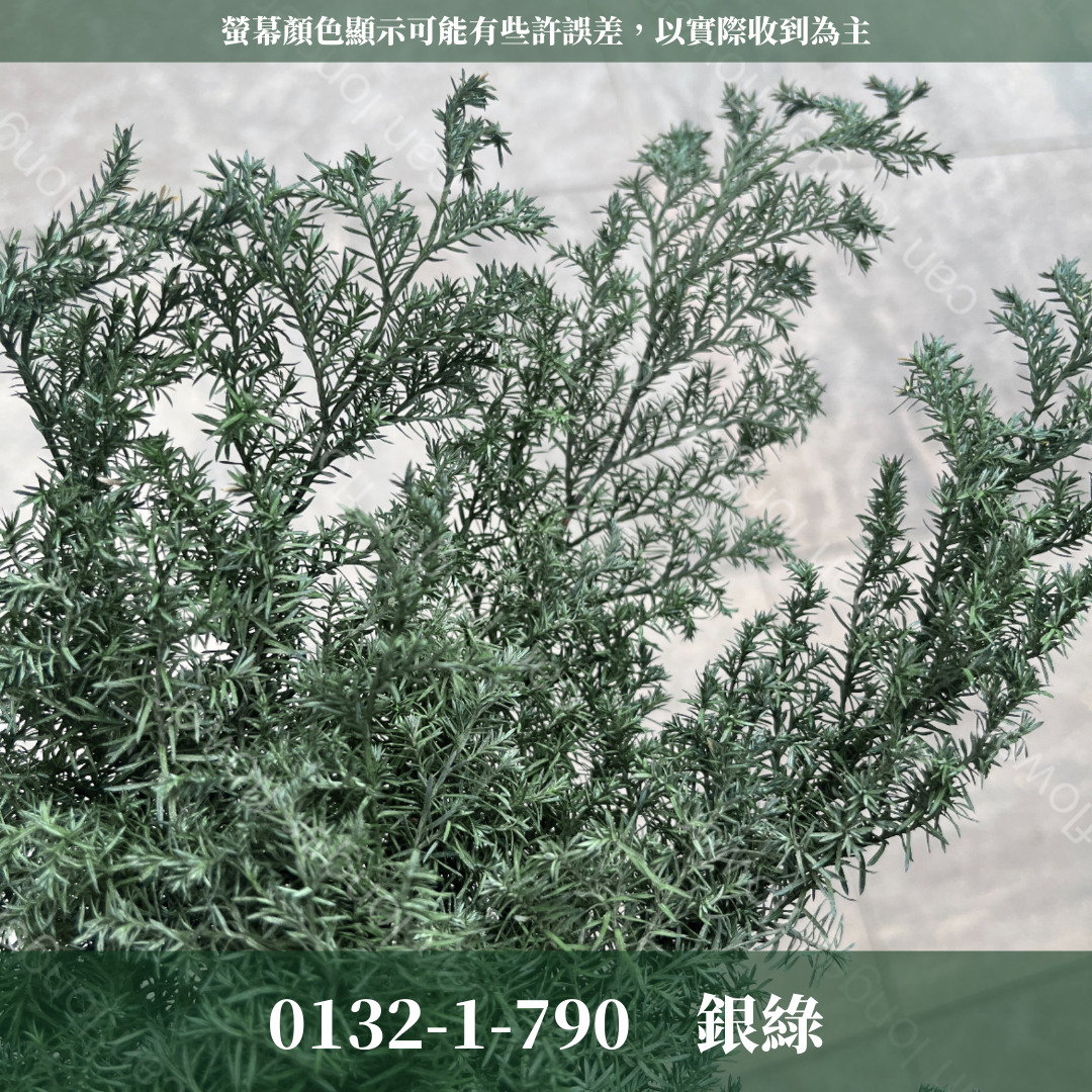 01321 原裝日本雪松｜下雪款雪松 永生雪松 日本雪松 不凋雪松 不凋雪松 日本大地農園 進口花材 日本永生花 日本花材 永生花 聖誕花圈 聖誕樹製作 聖誕樹 diy 花環材料 聖誕花圈材料 藤圈葉材 不凋葉材 手作花材 ヒムロスギ