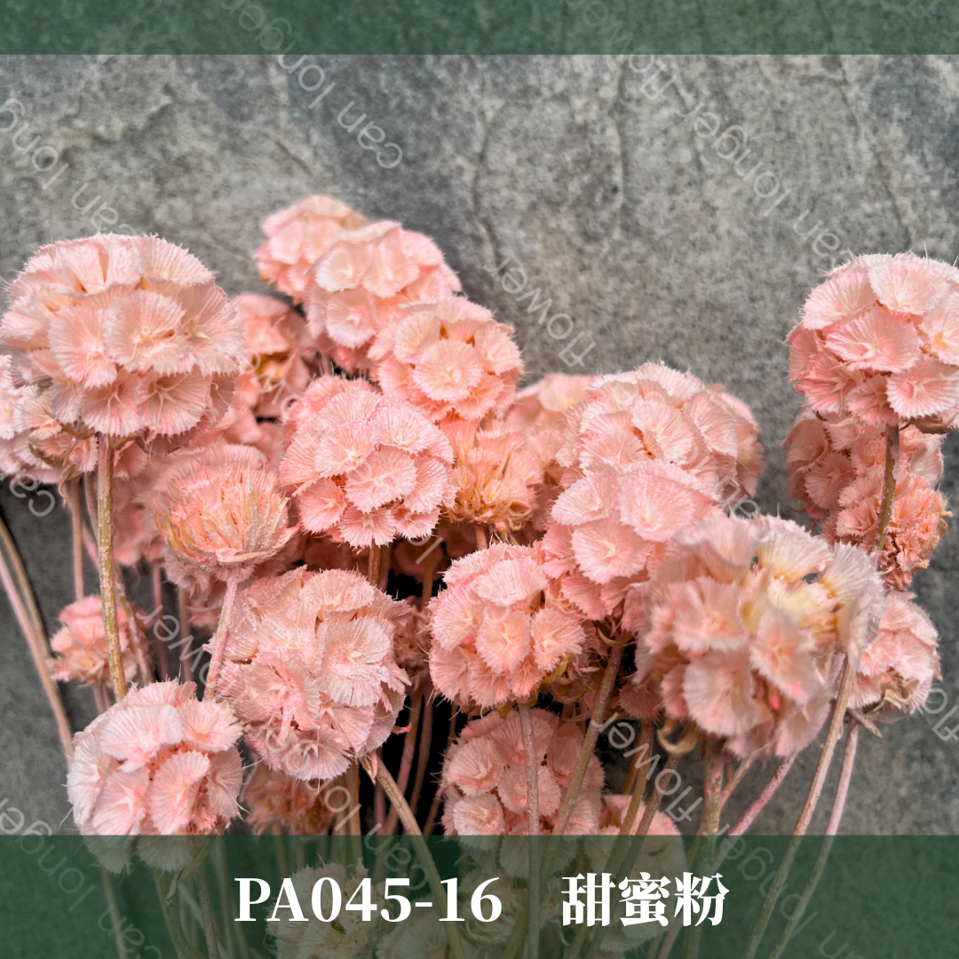 PA045 松蟲果 台灣現貨