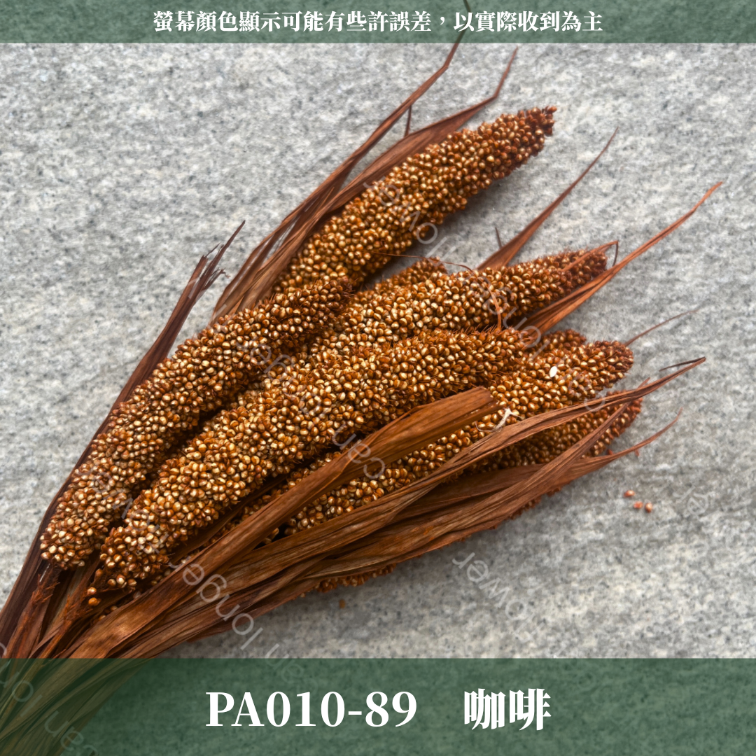 PA010 米穗 粟米穗 小米穗 紅米穗 黃米穗 原裝 台灣現貨