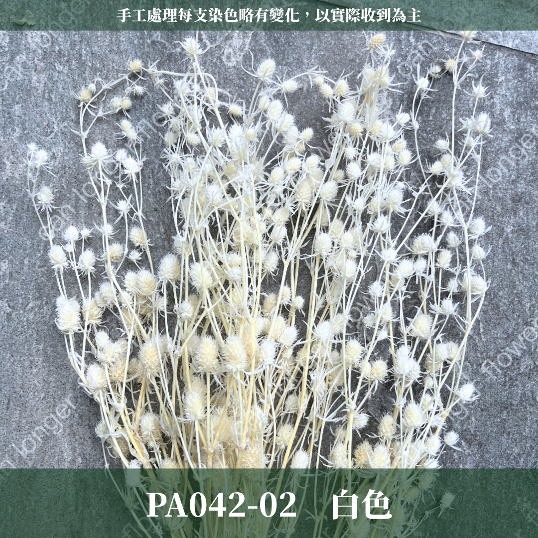 ✿ 台灣現貨 ✿ PA042 小薊果 紫薊花 刺芹花 小薊花