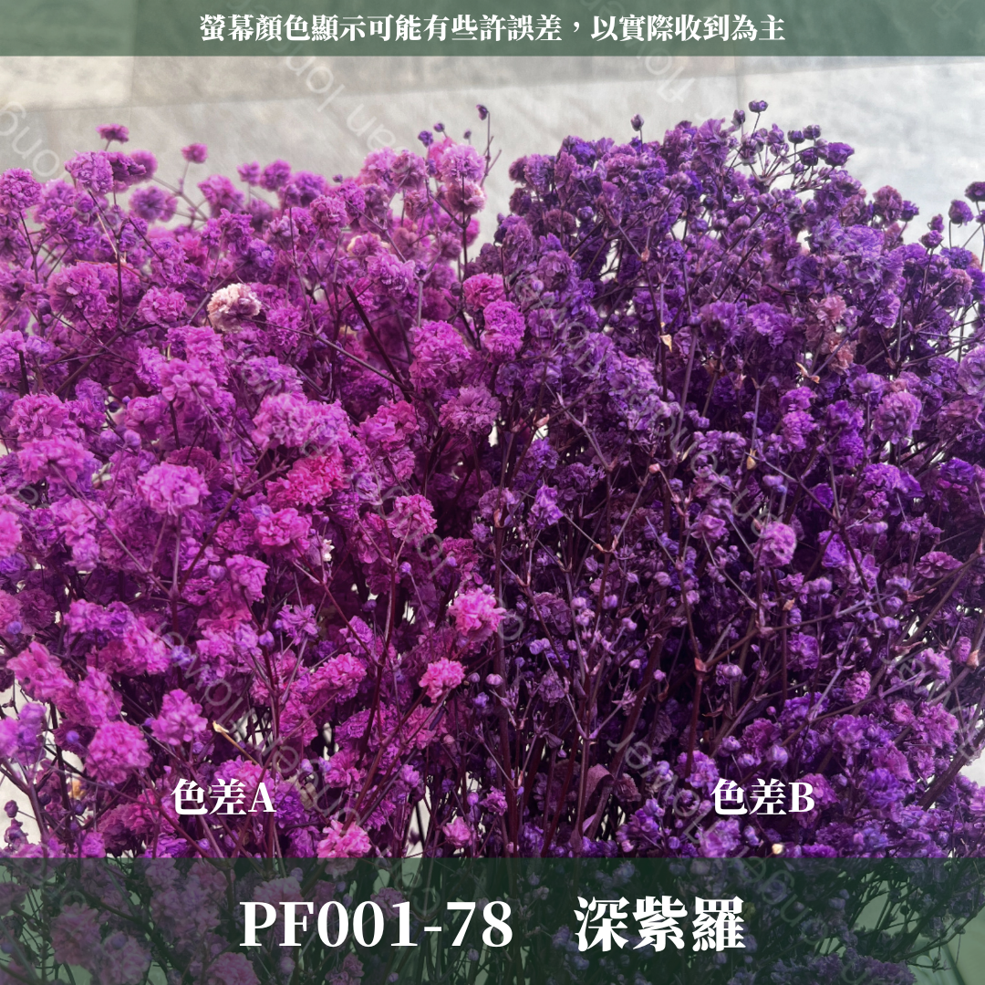 PF001 原裝滿天星｜A級永生滿天星工廠直供 拍攝婚禮佈置 韓式不凋滿天星 抖音款永生花 乾燥花 桌花花束 手作DIY