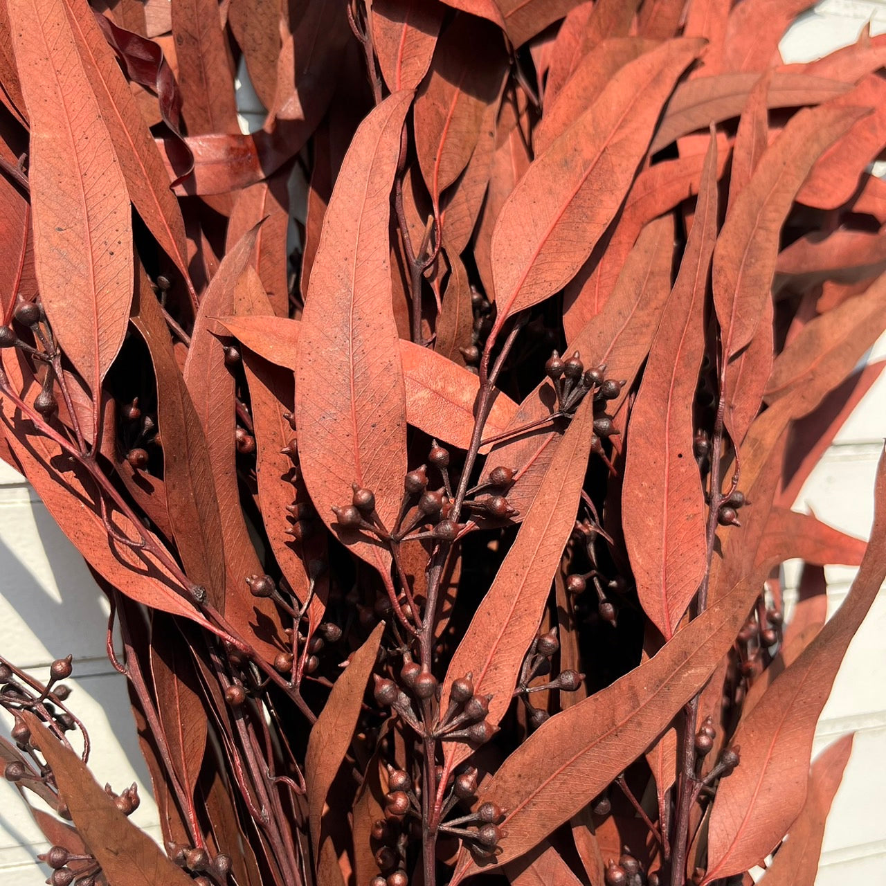 ✿ 台灣現貨 ✿ PL006 DL006 小米果葉 小米果尤加利