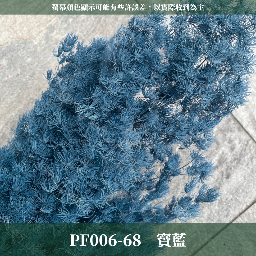 PF006 原裝蓬萊松｜ 永生蓬莱松 不凋蓬萊松 進口蓬萊松 萬壽松 A級永生蓬萊松 松樹 手作花材 花藝設計 台灣現貨 不凋花 永生花 聖誕鬆 聖誕花圈材料 聖誕樹材料 浮游花材料包 壽松 材料包