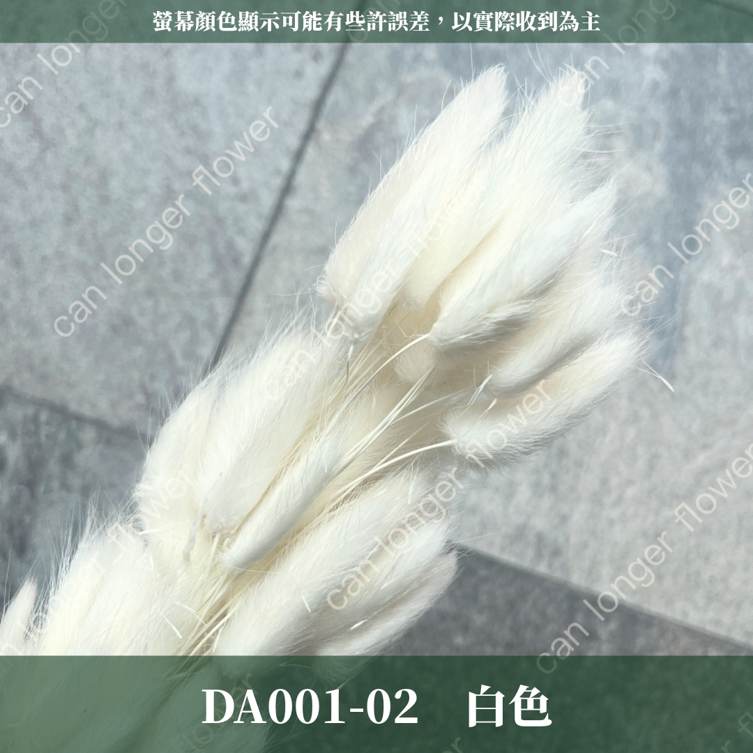 DA001 原裝兔尾草｜彩色兔尾草 乾燥永生花 花束花材 莫蘭迪色 插花DIY 拍照道具 乾燥兔尾草 乾燥花