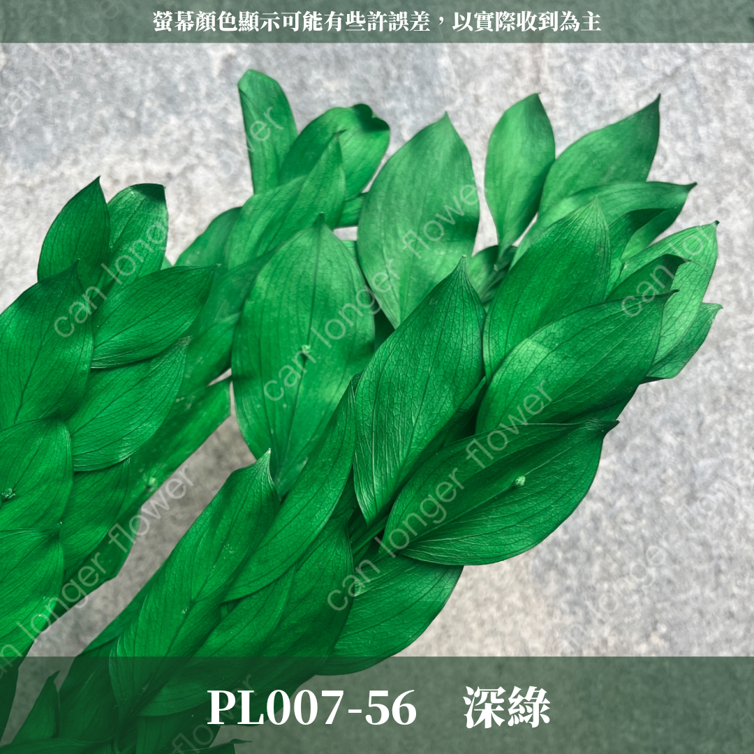 PL007 原裝玉竹葉｜夢幻紫色新登場｜進口不凋玉竹葉 永生桔葉 永生葉材 魚尾葉 桌花 乾燥葉材 花藝材料包 捧花
