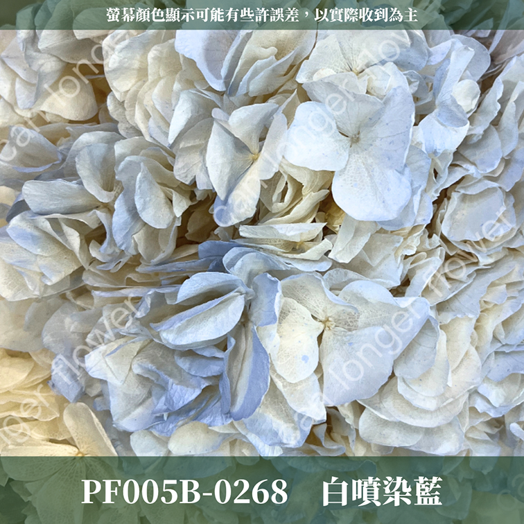 PF005B 大葉繡球 台灣現貨 繡球花 紫陽花 永生繡球 乾燥繡球