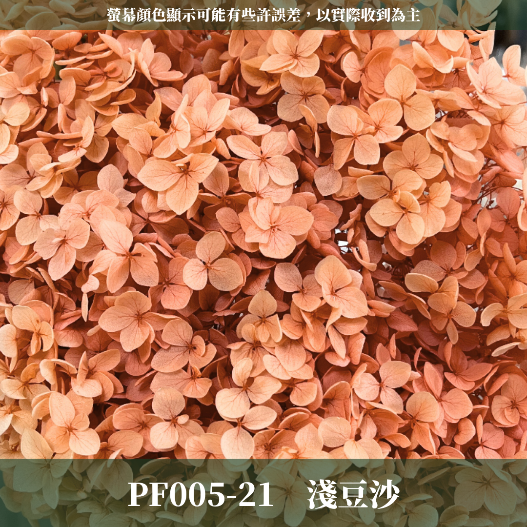 PF005 安娜繡球單支｜ A級 大份量 帶梗紫陽花 永生花 不凋花 乾燥花 DIY花材 拍攝道具 漸變花藝繡球 浮游花