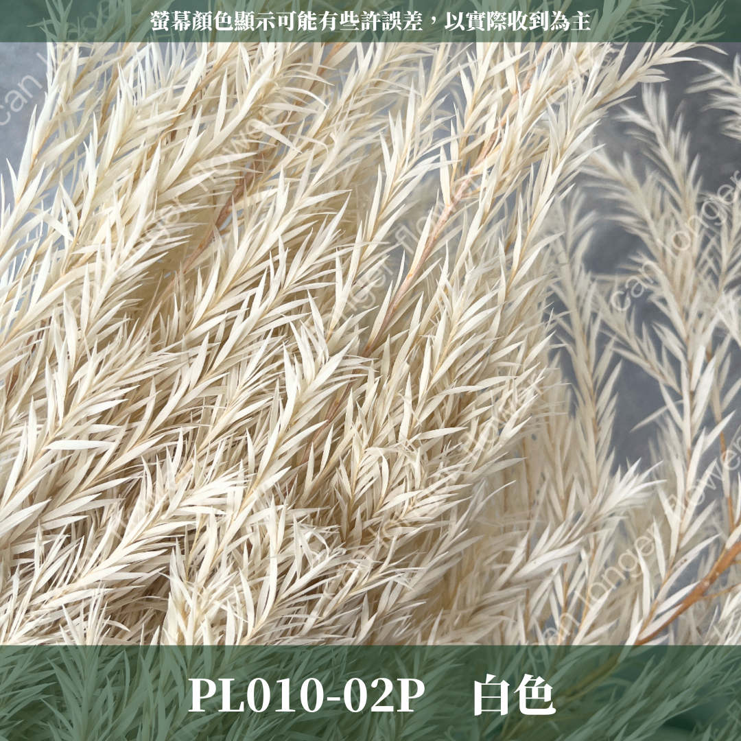 PL010 茶樹 茶樹葉 台灣現貨