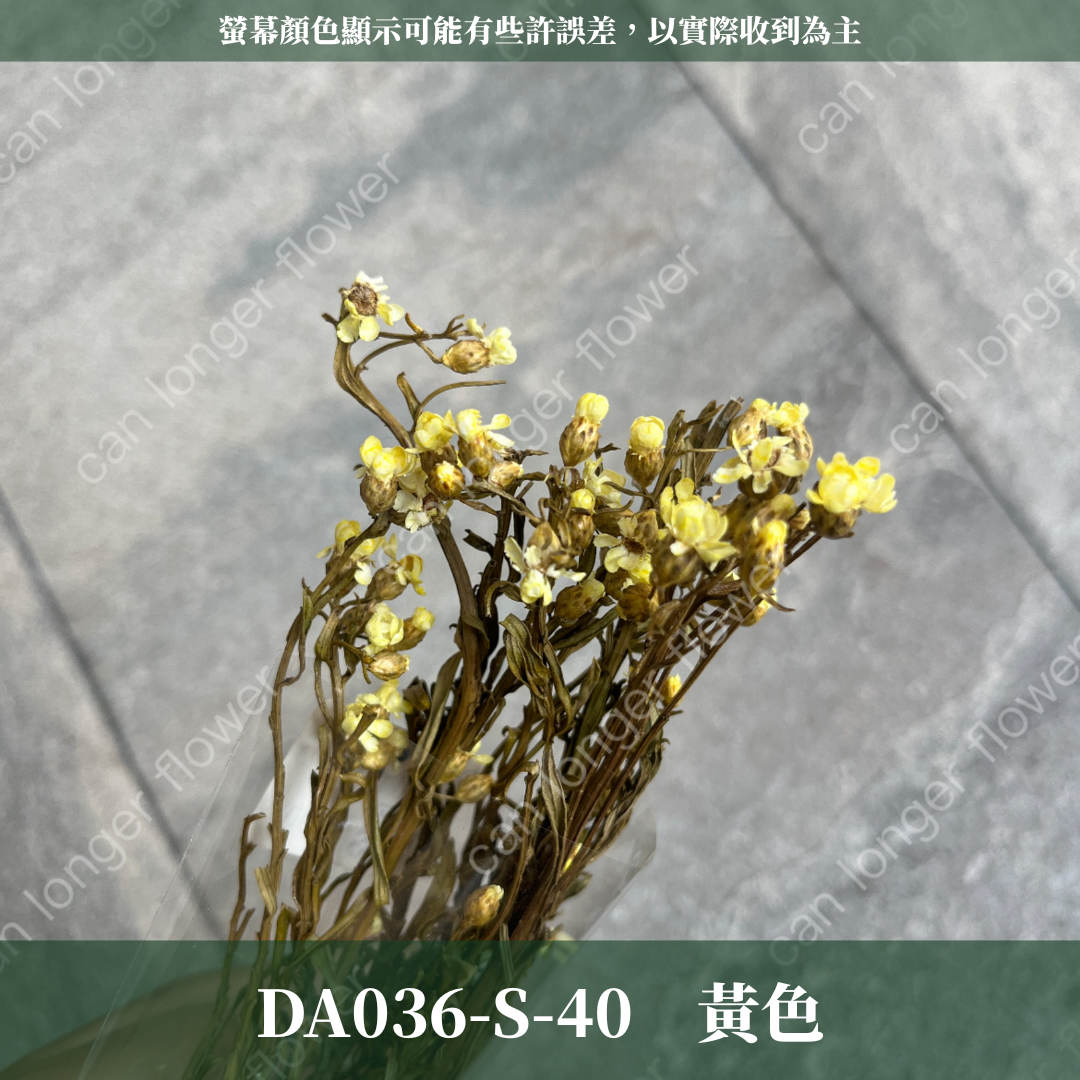 DA036S 法國白梅(約10克) 小份量