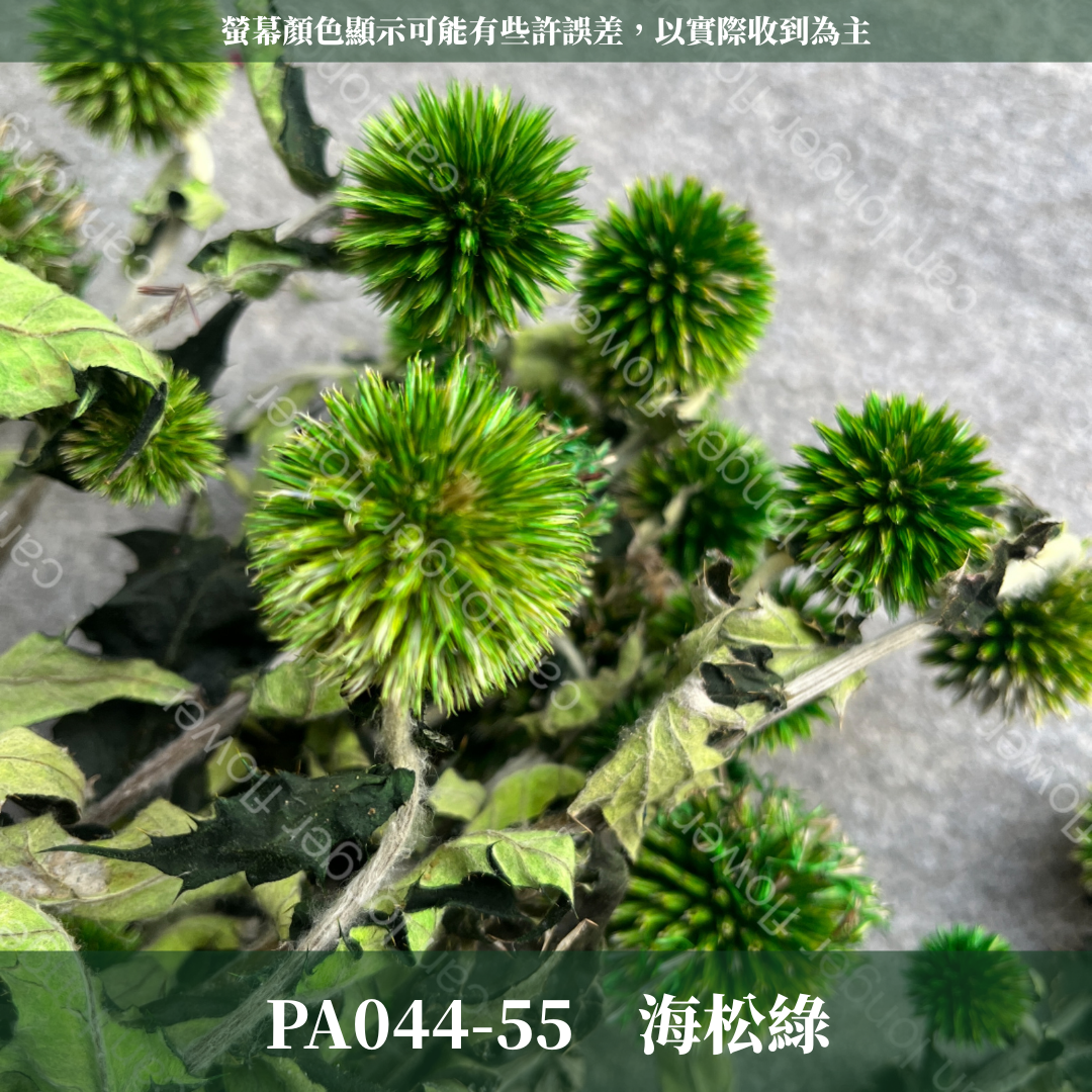 PA044-S 山防風 藍星球 永生 小份量 台灣現貨