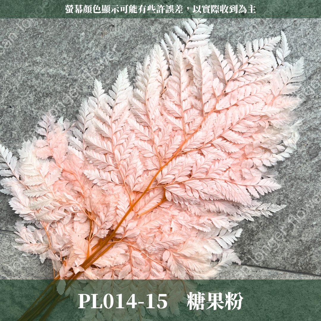 PL014 高山羊齒 經濟包 1片 姬蕨葉 碗蕨