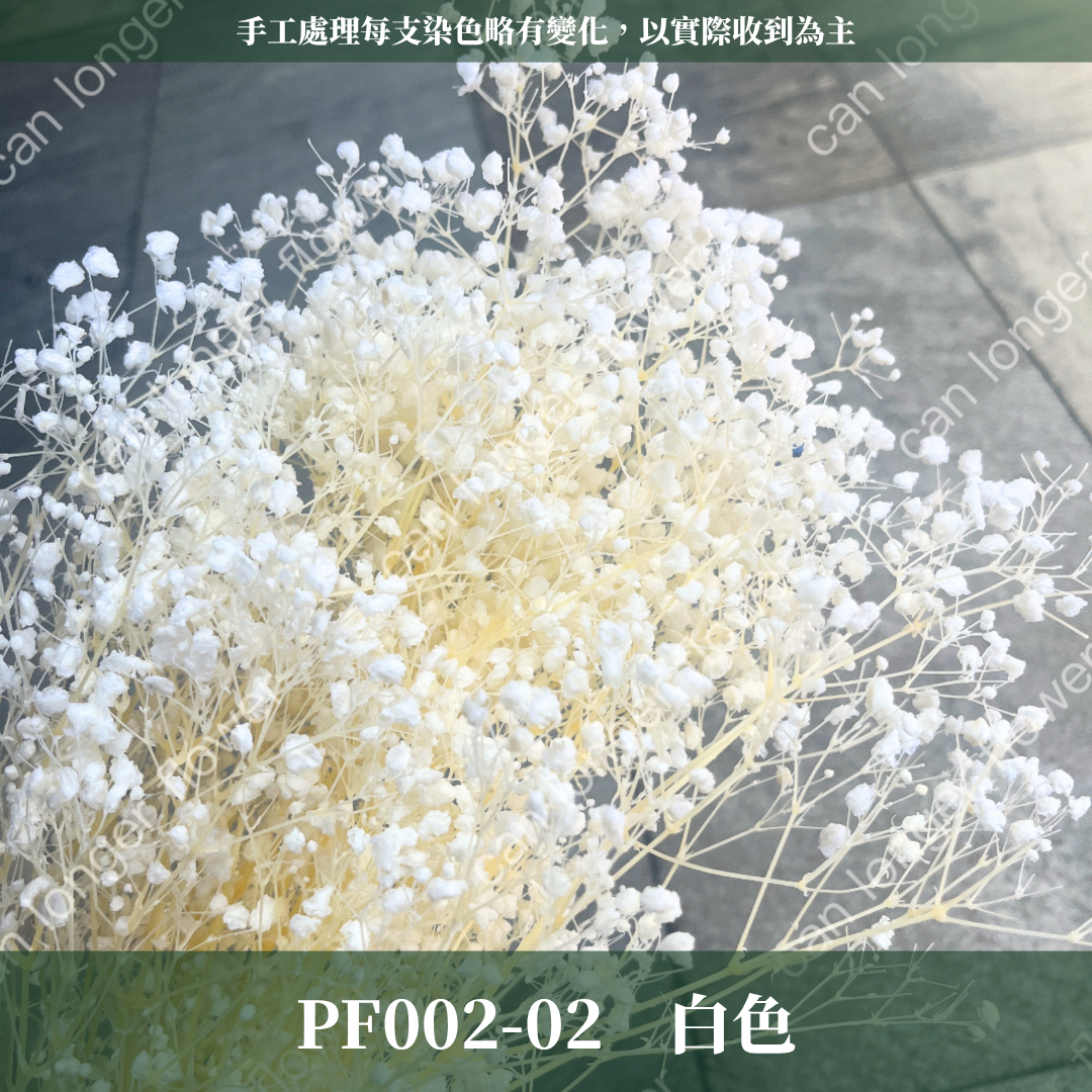 PF002 原裝夢幻星｜A級漂色滿天星 特級漂白滿天星 夢幻滿天星 永生花  乾燥花 拍照道具 店面佈置 DIY手作