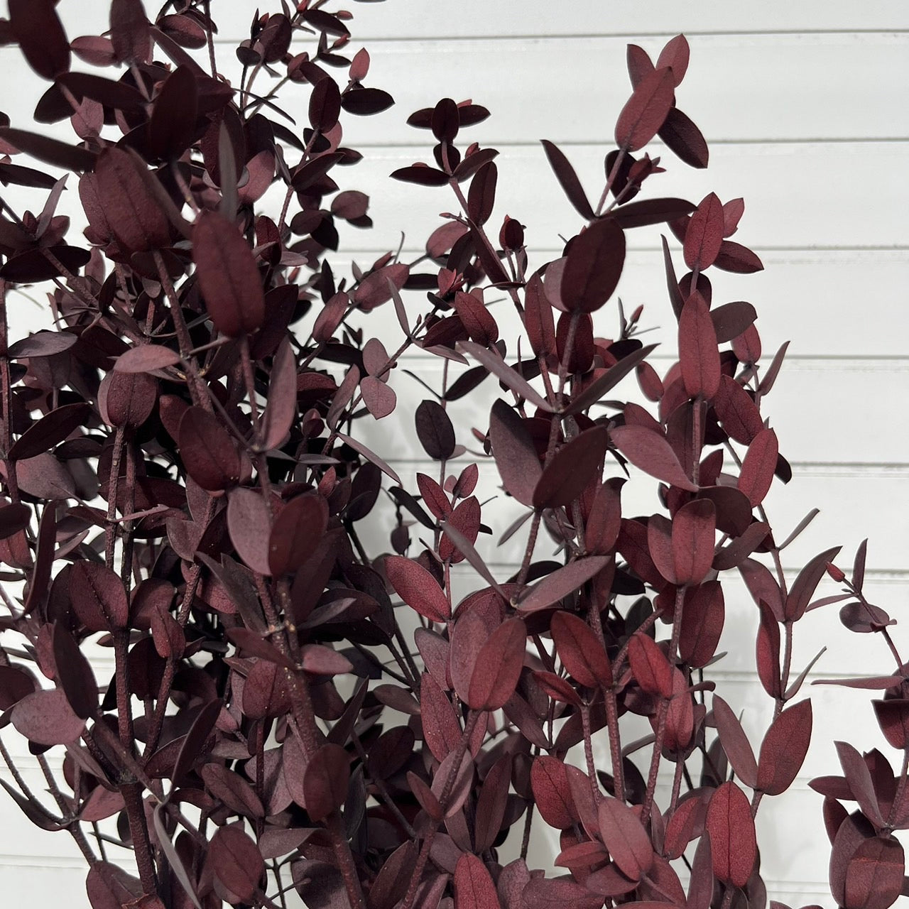 ✿ 台灣現貨 ✿ PL004 DL004 細葉尤加利