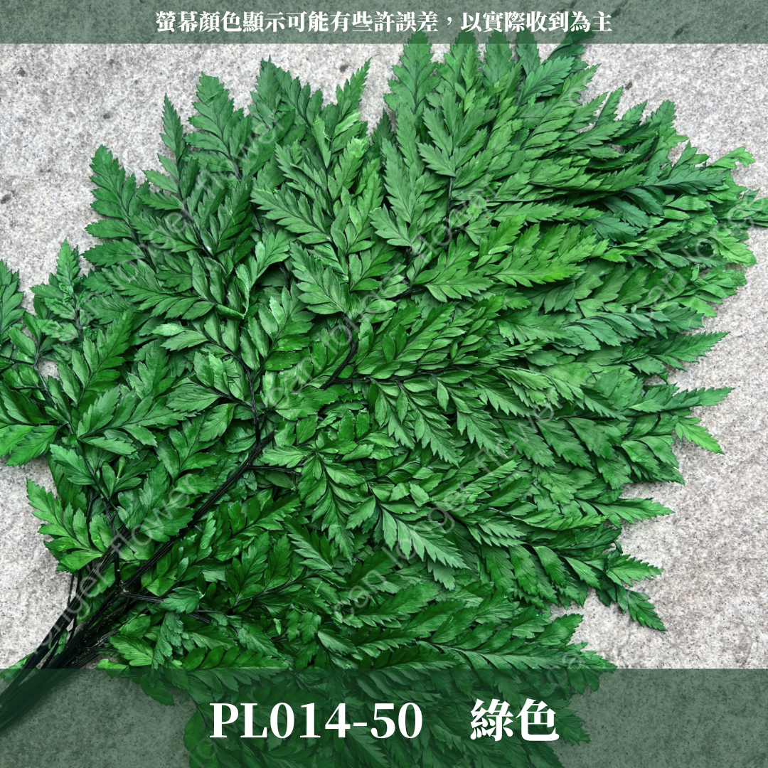 PL014 高山羊齒 經濟包 1片 姬蕨葉 碗蕨