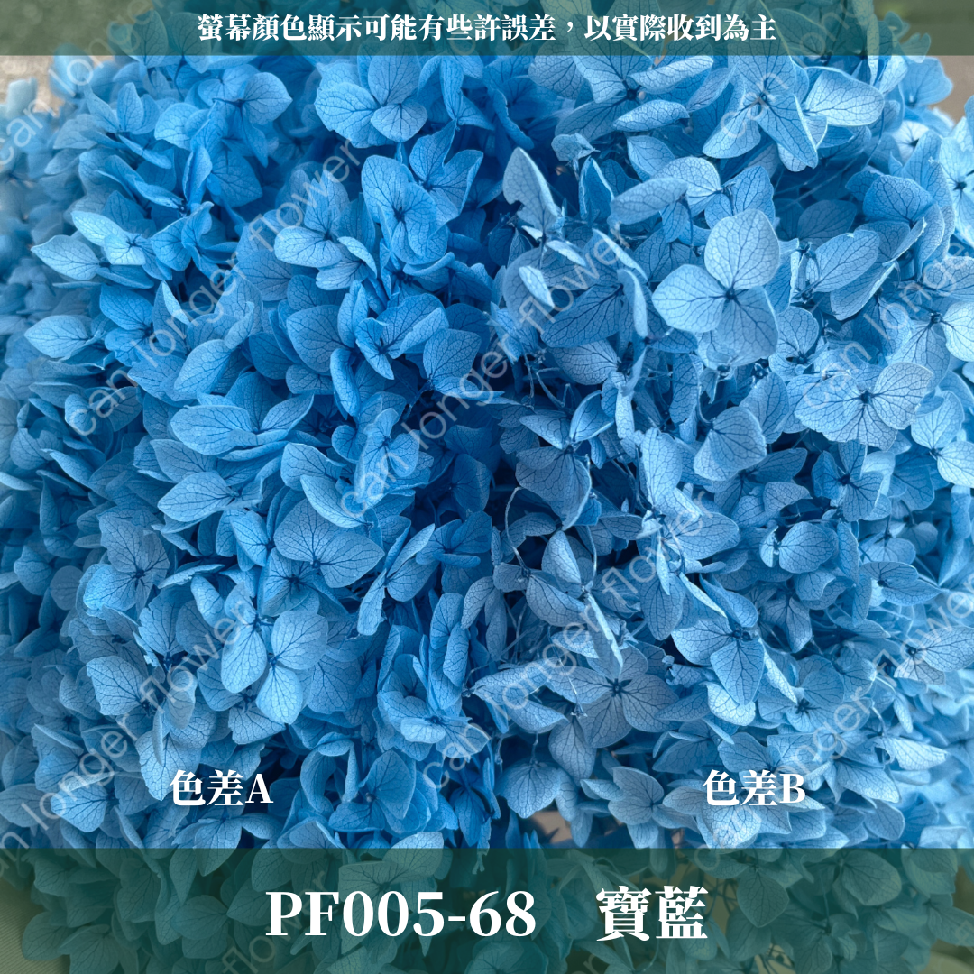 PF005 安娜繡球單支｜ A級 大份量 帶梗紫陽花 永生花 不凋花 乾燥花 DIY花材 拍攝道具 漸變花藝繡球 浮游花