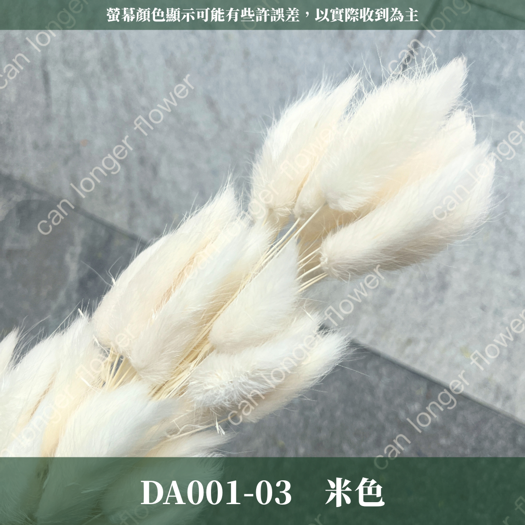 DA001 原裝兔尾草｜彩色兔尾草 乾燥永生花 花束花材 莫蘭迪色 插花DIY 拍照道具 乾燥兔尾草 乾燥花
