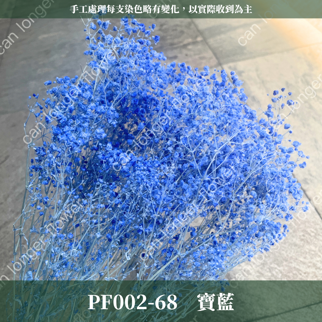 PF002 原裝夢幻星｜A級漂色滿天星 特級漂白滿天星 夢幻滿天星 永生花  乾燥花 拍照道具 店面佈置 DIY手作