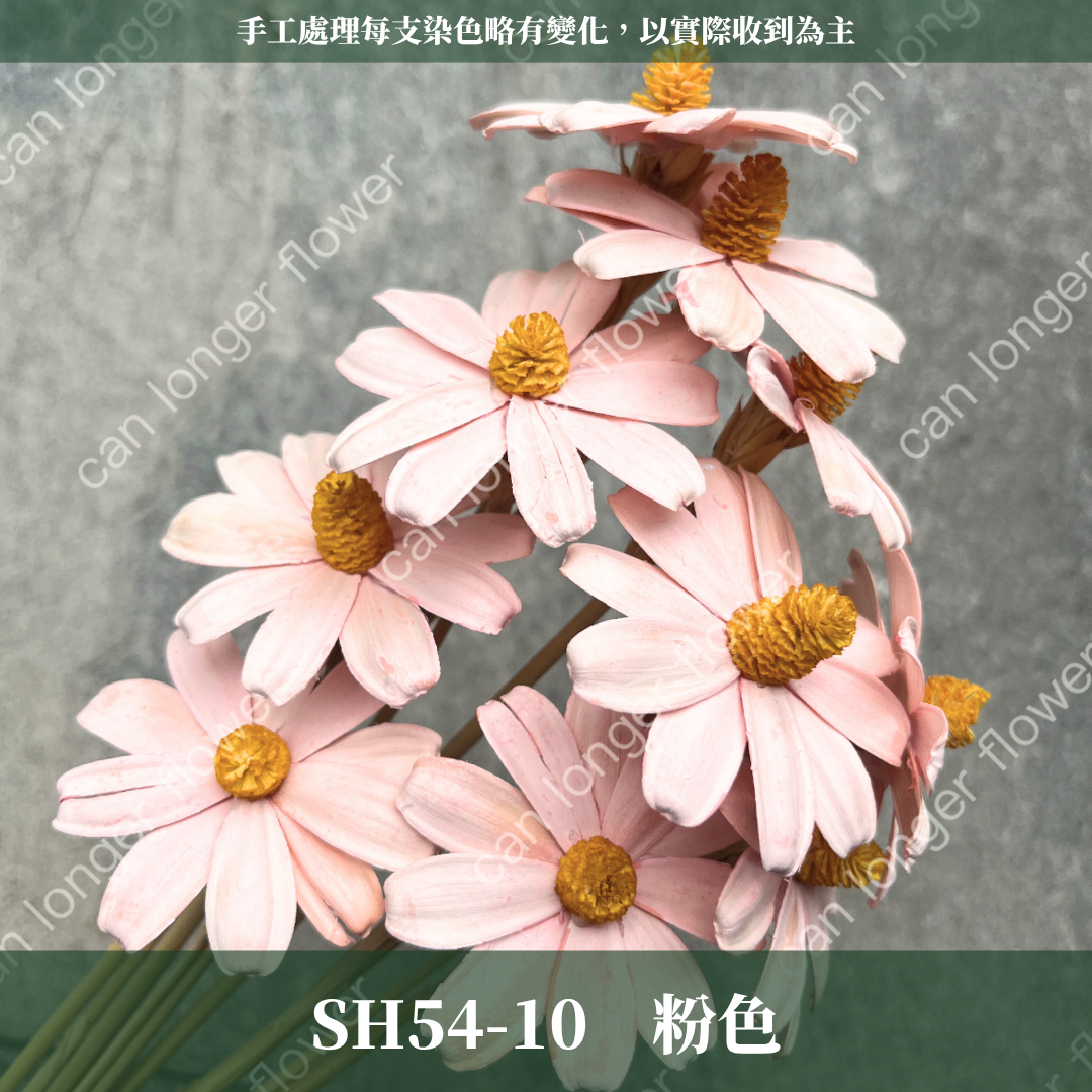 完售 SH54 小雛菊花頭 原裝 十支裝 台灣現貨