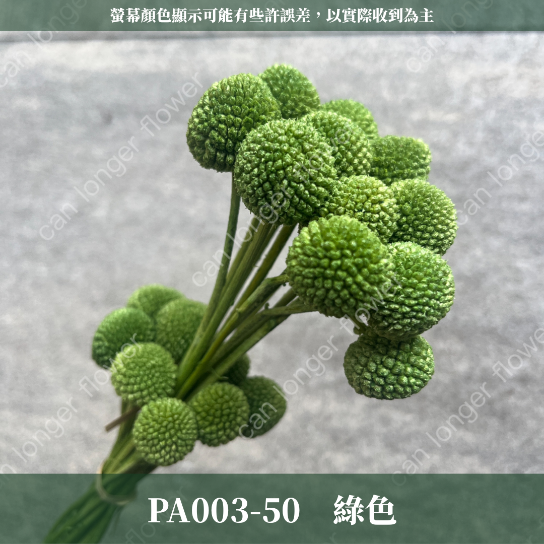 PA003 金杖球 台灣現貨