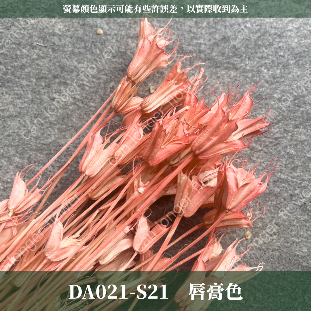 DA021 原裝木百合｜乾燥小百合 八角花 乾燥花材 花束 裝飾 DIY插花 浮游花 蠟燭材料 手作拍照道具 台灣現貨