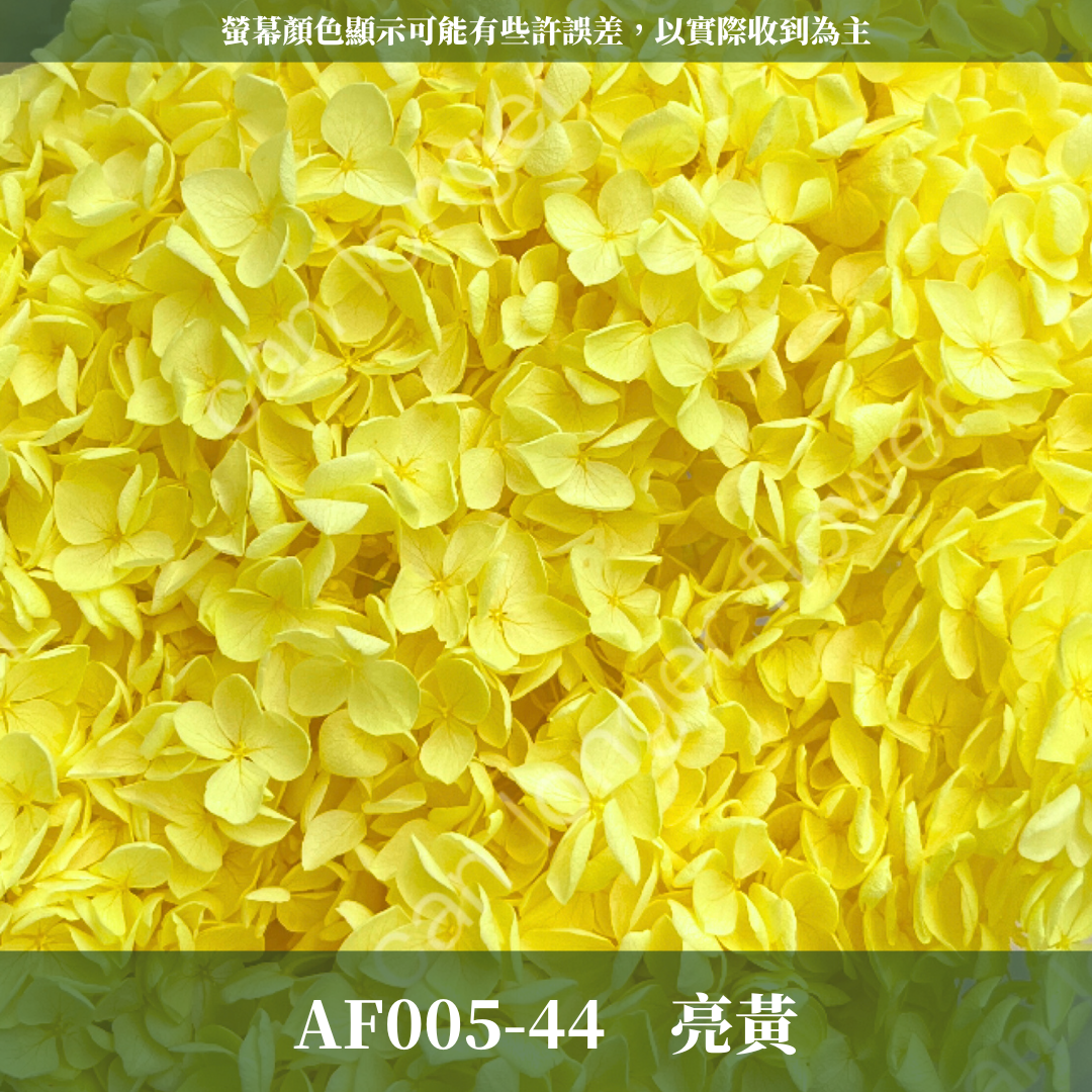 PF005-S 安娜繡球經濟盒裝｜ A級 漸層繡球 紫陽花 永生花 不凋花 乾燥花 DIY花材 拍攝道具 蜉蝣花花材