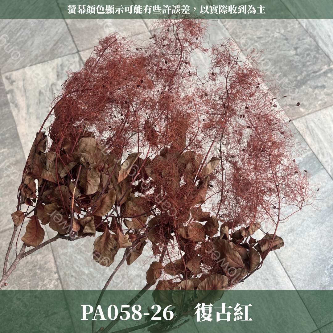 PA058 黃櫨 煙霧樹 夢幻草 黃櫨花 煙樹 霧花 霧中情人 永生 原裝/小份
