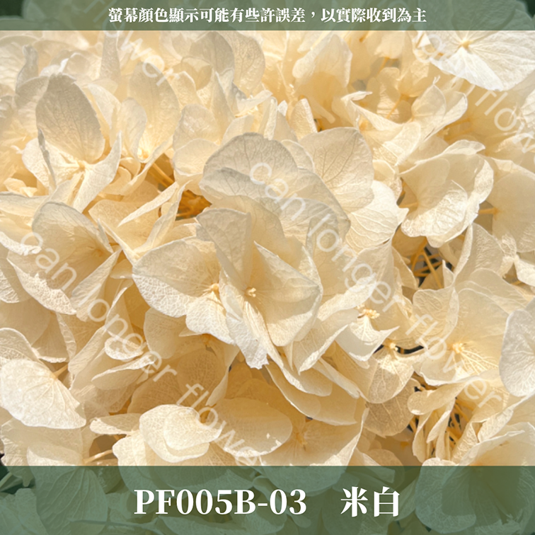 PF005B 大葉繡球 台灣現貨 繡球花 紫陽花 永生繡球 乾燥繡球