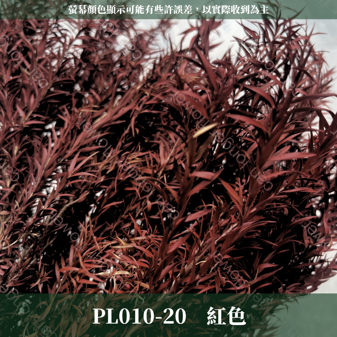 PL010 茶樹 茶樹葉 台灣現貨