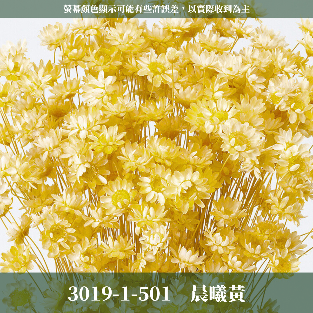 30191 日本小星花｜小星花 乾燥小星花 日本大地農園 進口花材 日本乾燥花 日本花材 スターフラワー・ブロッサム