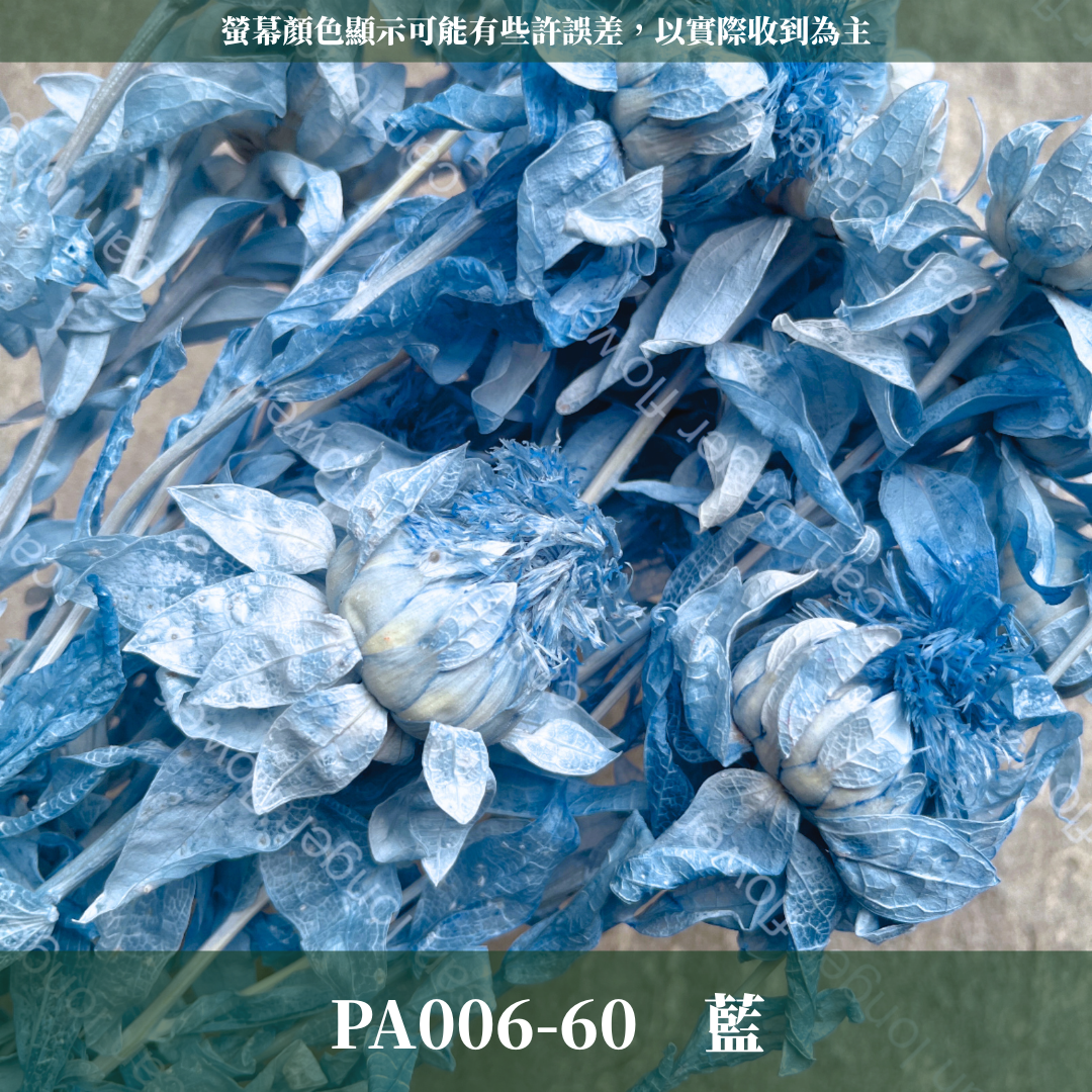 PA006 橙菠蘿 約15頭 台灣現貨